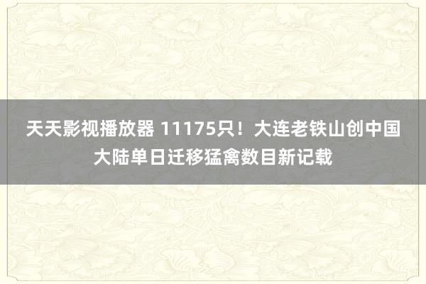 天天影视播放器 11175只！大连老铁山创中国大陆单日迁移猛禽数目新记载